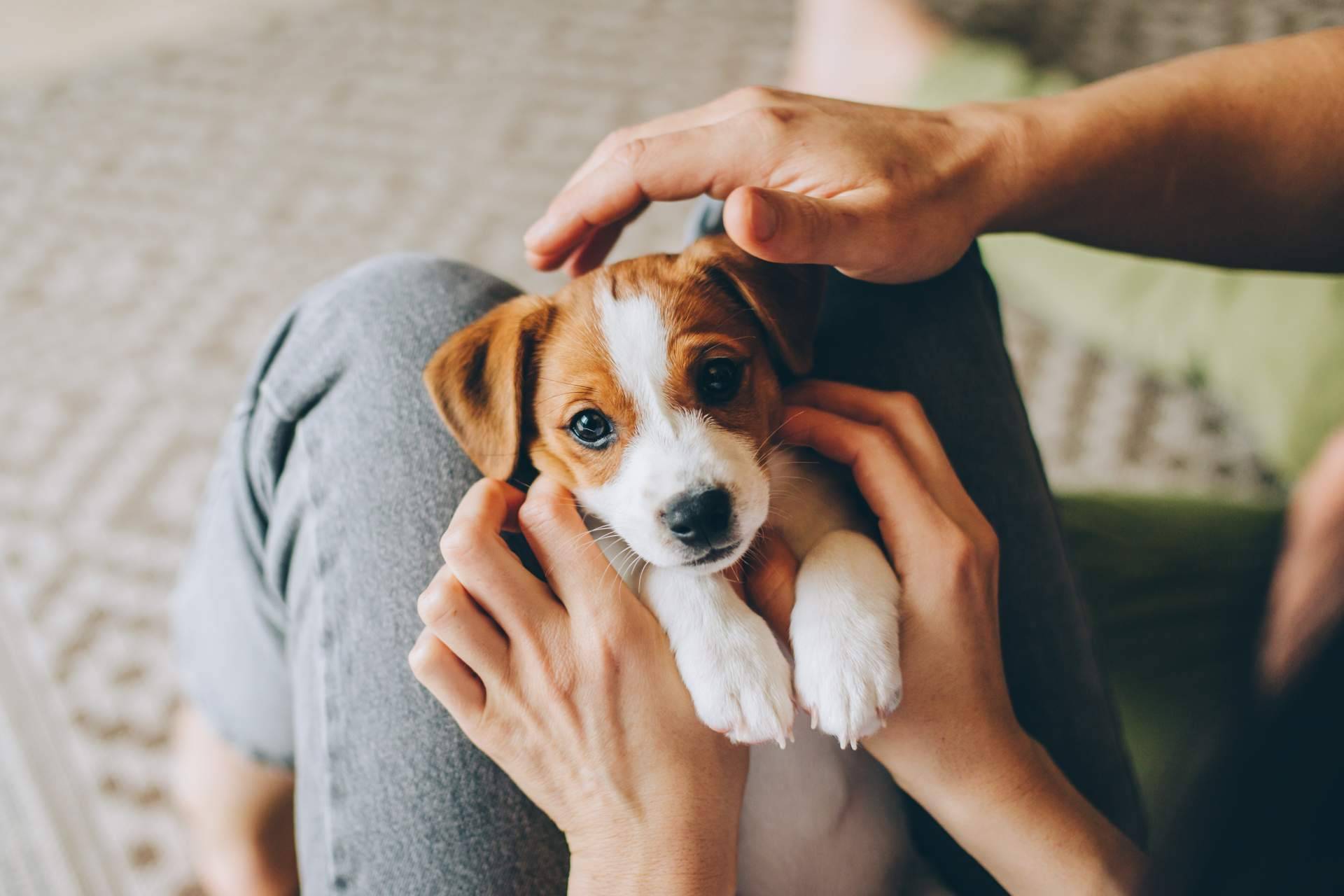 Variedad de comida para perros de la mano de Era Pet Food para una dieta sana y equilibrada