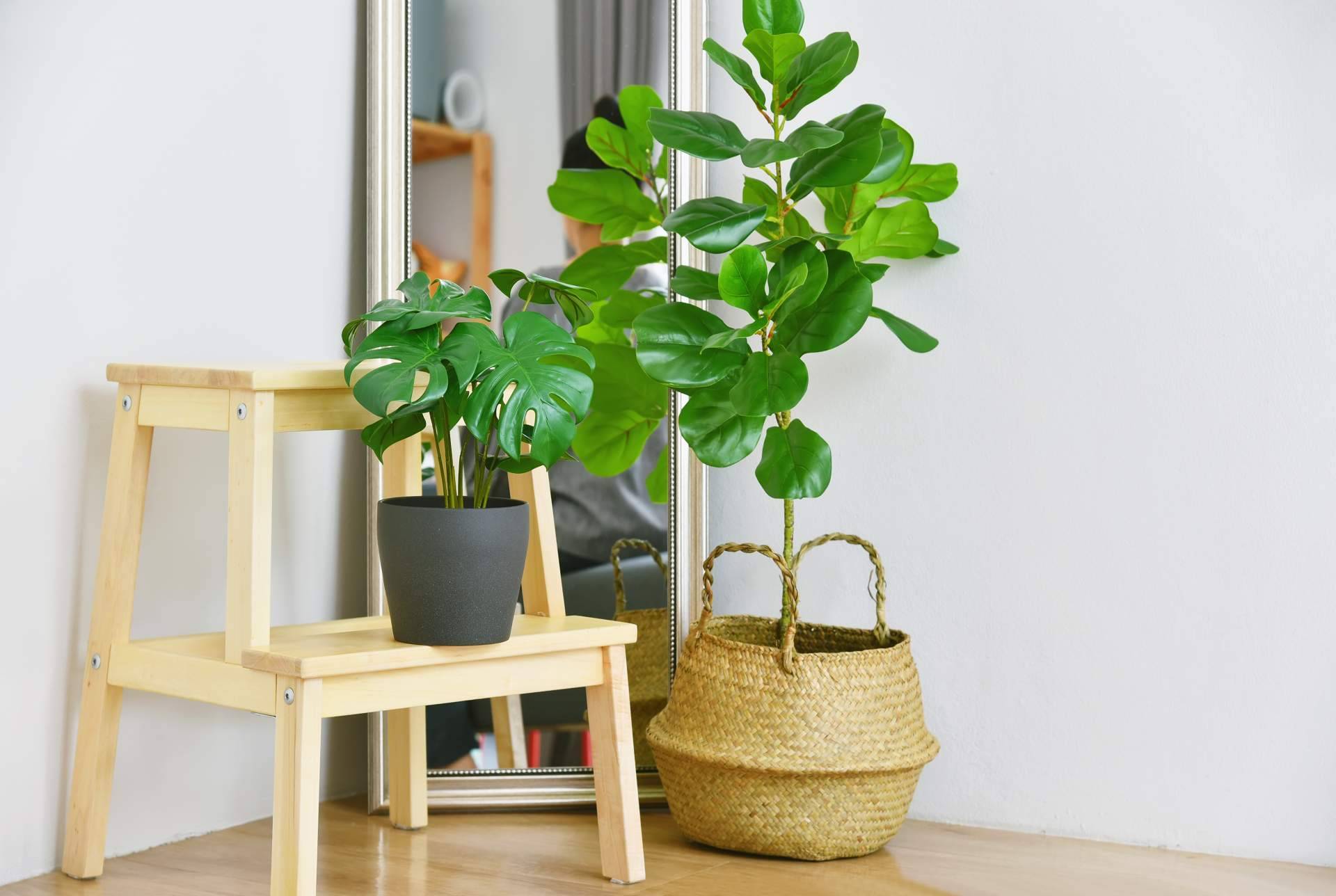 El Black Friday representa la oportunidad perfecta para comprar plantas artificiales en JardinVertical.es