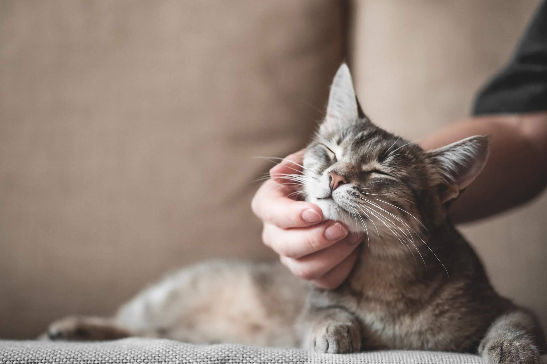 Recomendaciones y consejos de comida gatos con Era Pet food