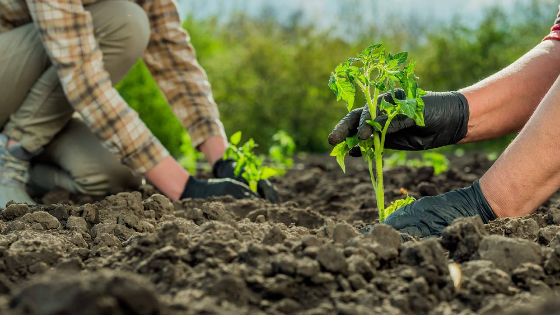 Consejos para cultivar vegetales utilizando bolsas de fibra de coco con Pelemix