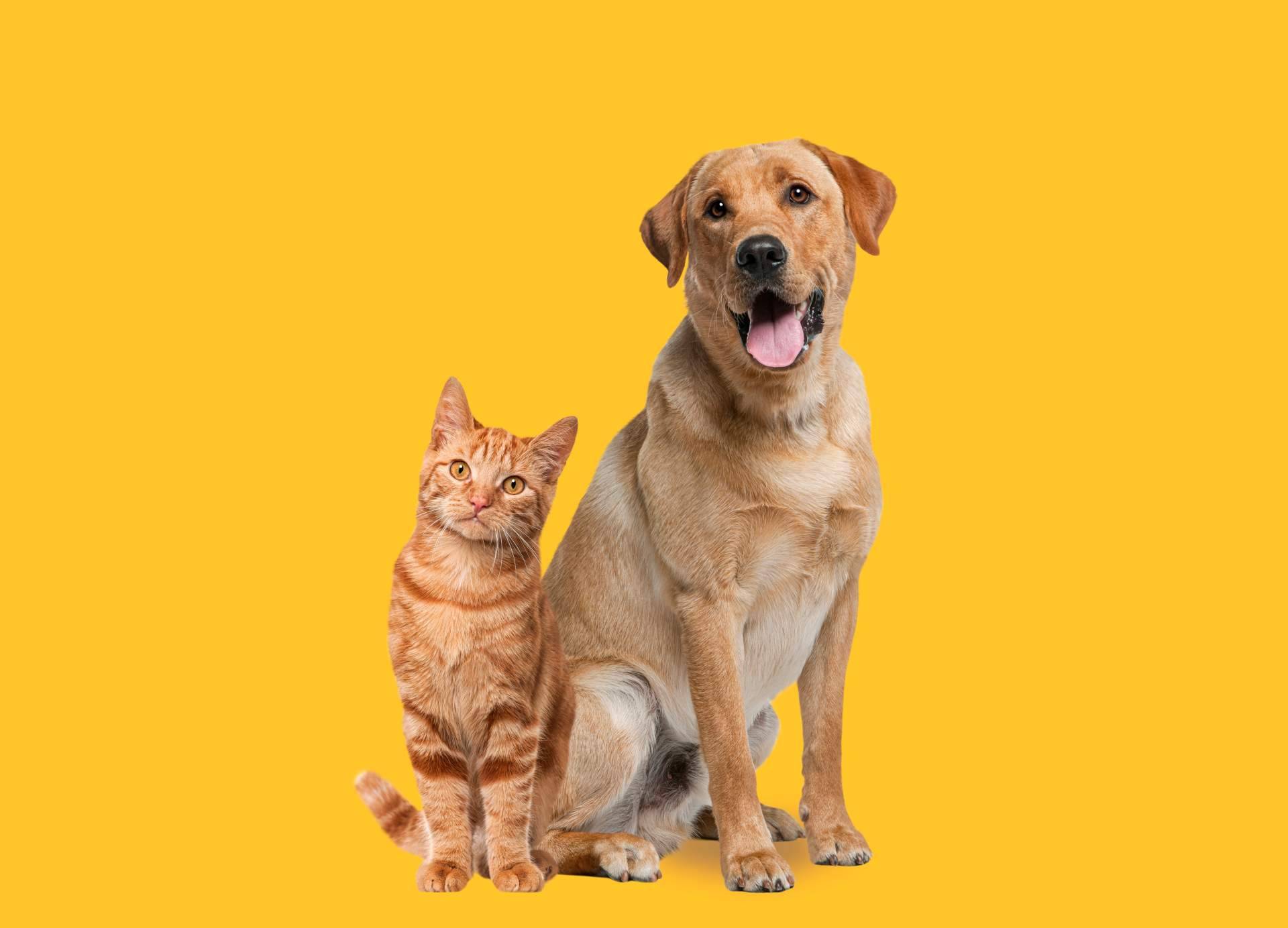 Así es Amazdog, la app para adopción de perros y gatos