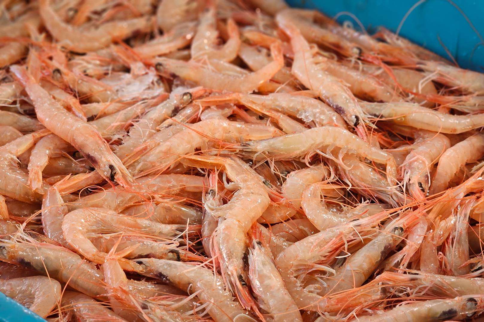 Lonja de Ayamonte, la opción para comprar marisco para Navidad
