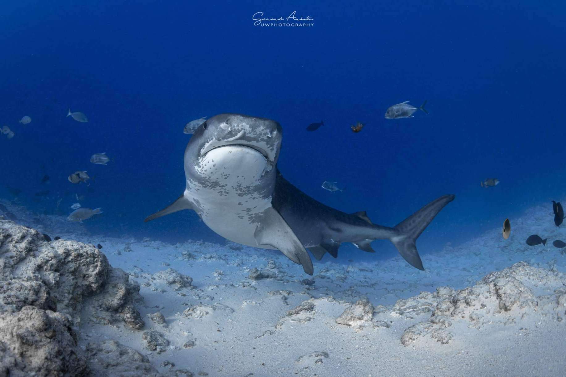 SevenBlue ofrece experiencias de buceo con tiburones