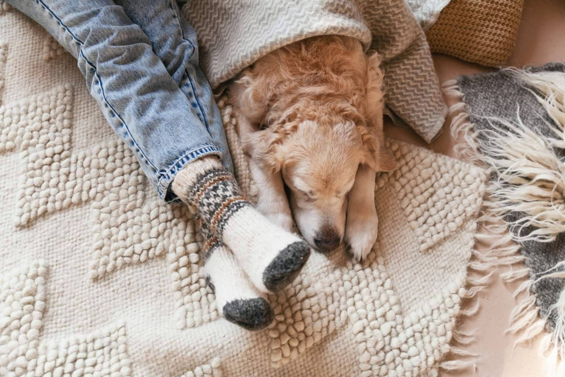 El Perro Feliz desvela las claves para garantizar una Navidad feliz a los peludos