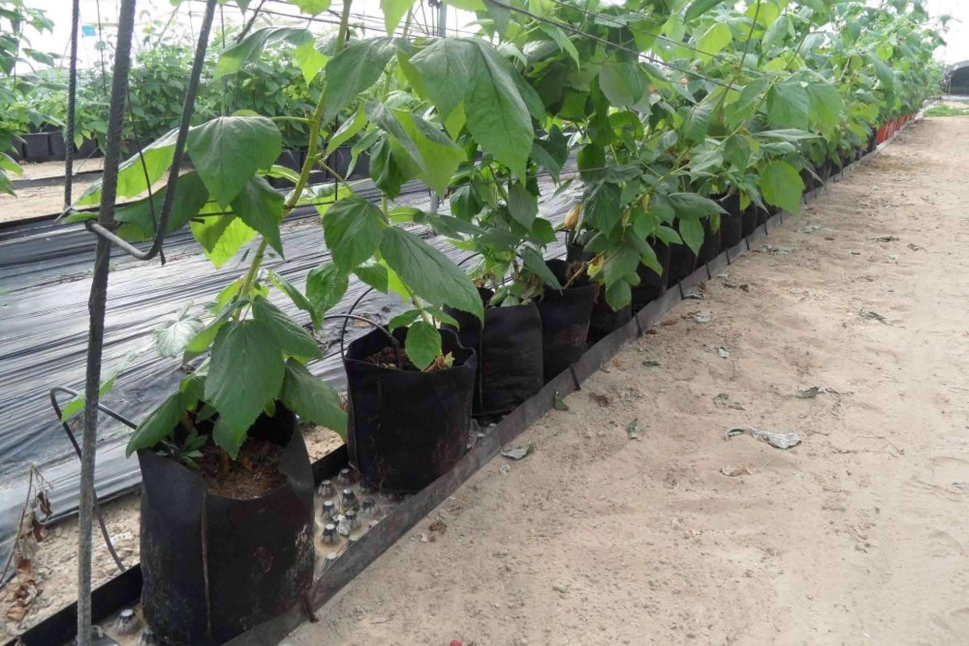 ¿Cuál es el beneficio de los sacos de cultivo de Floratex para productores?