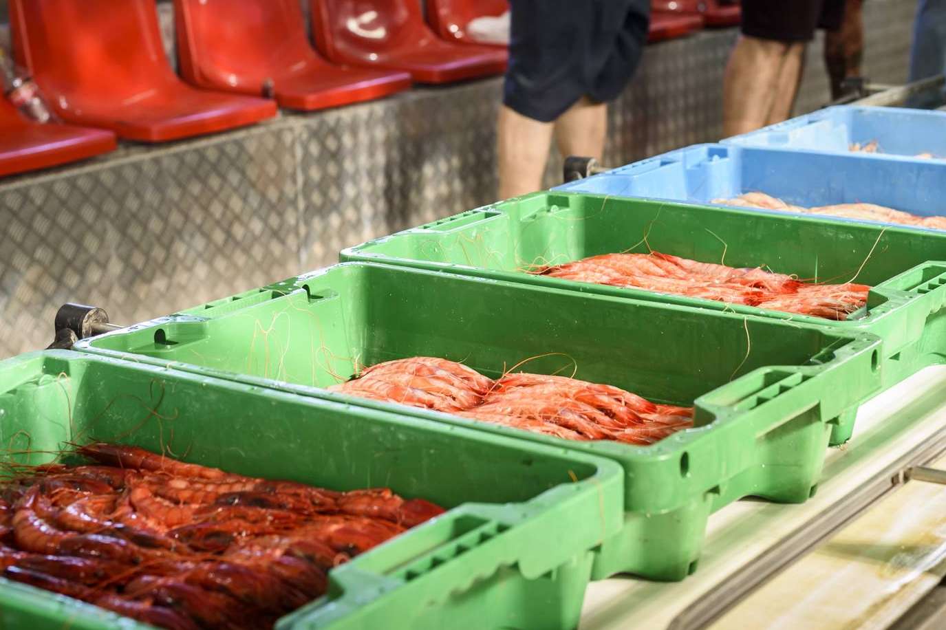 Venta de pescado y marisco fresco en España, de la mano de Lonja de Ayamonte