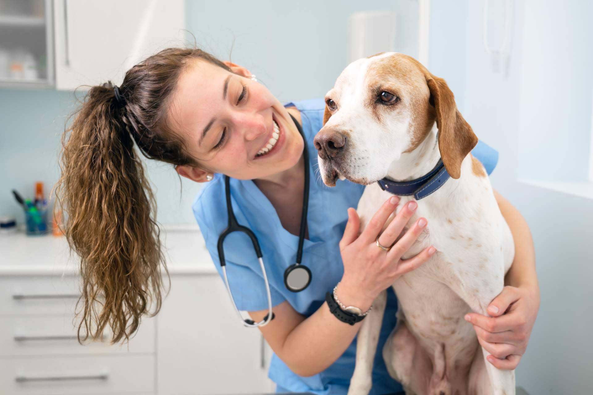 Las formaciones profesionales de auxiliar técnico veterinaria de Vetformación