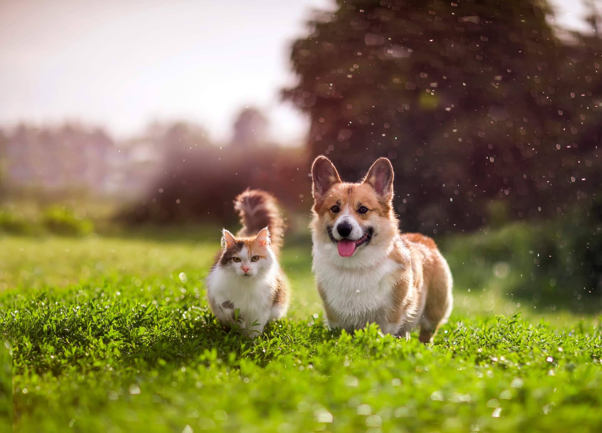 Por 4º año consecutivo, Amazdog ha sido elegida como la mejor app de adopciones de España