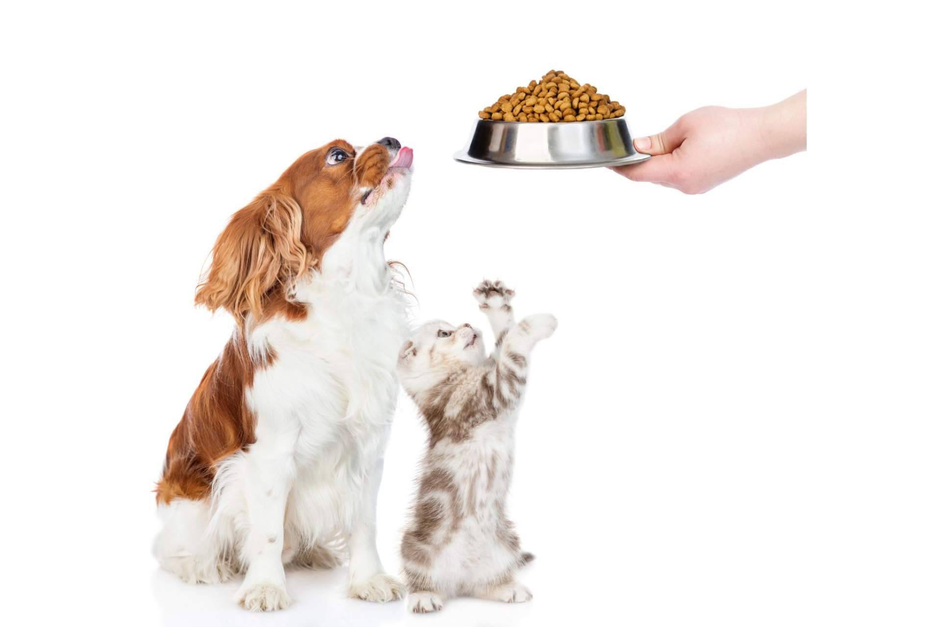 Can Xana detalla todos los beneficios de la comida para perros y gatos que ofrecen