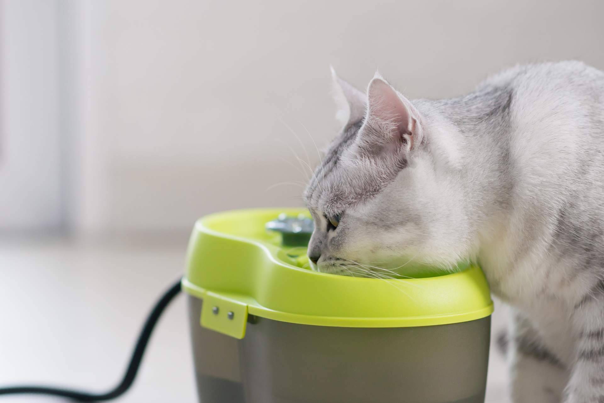 Todo tipo de alimentación para gatos en Can Xana