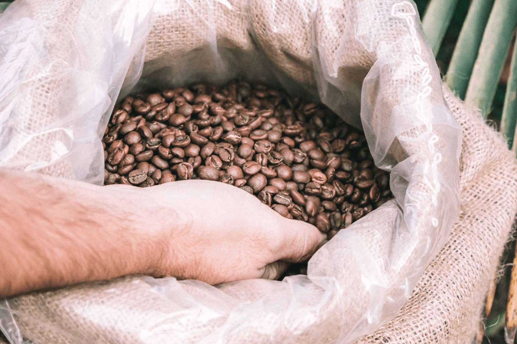 ¿Por qué no tomar café torrefacto?; tener lo bueno del café de especialidad