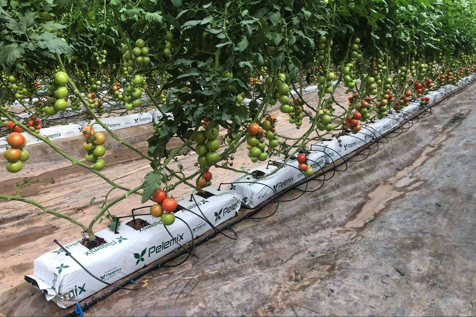 Cultivo de tomates con Pelemix