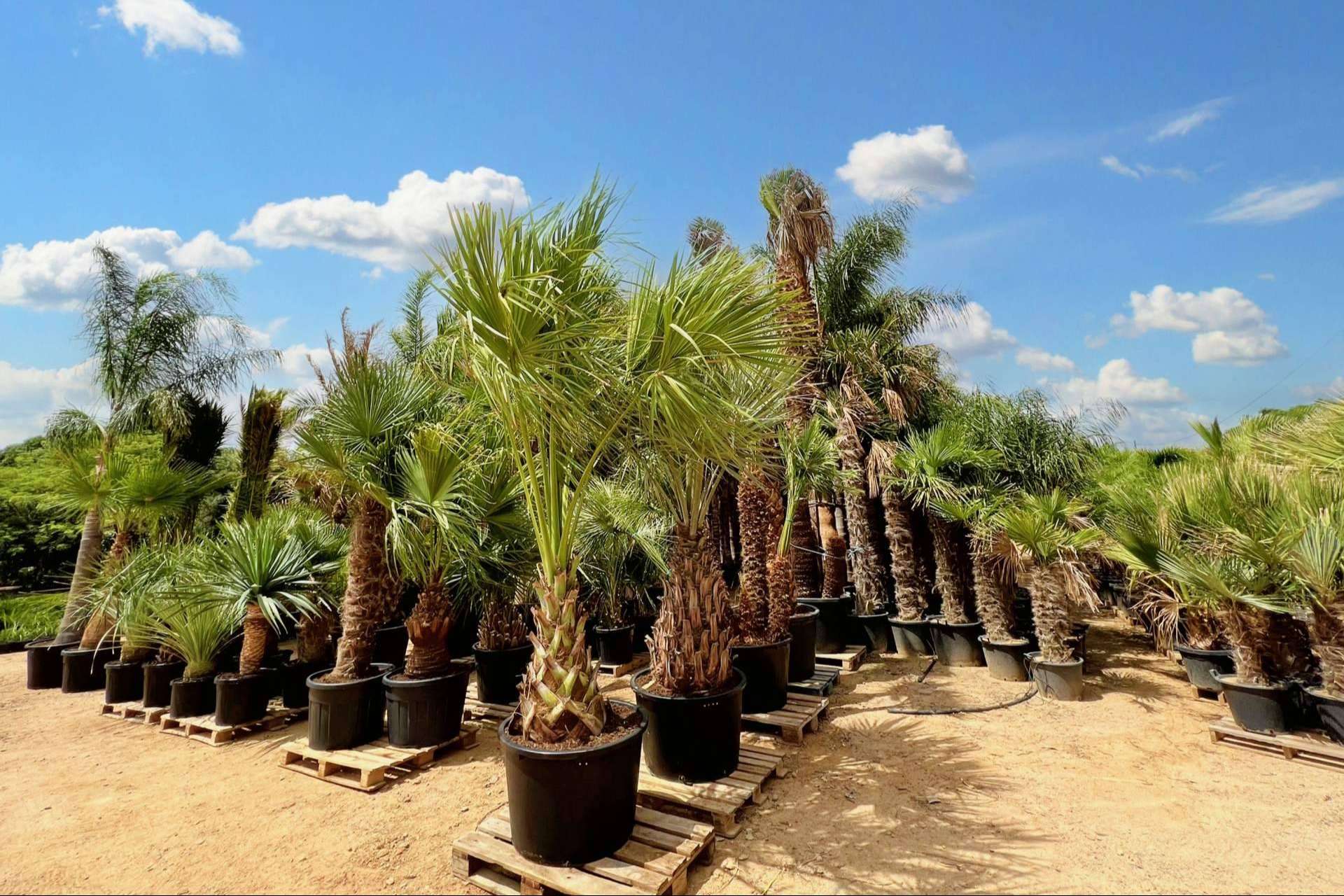 Recomendaciones para seleccionar palmeras para jardín, de la mano de Tropicalia Garden