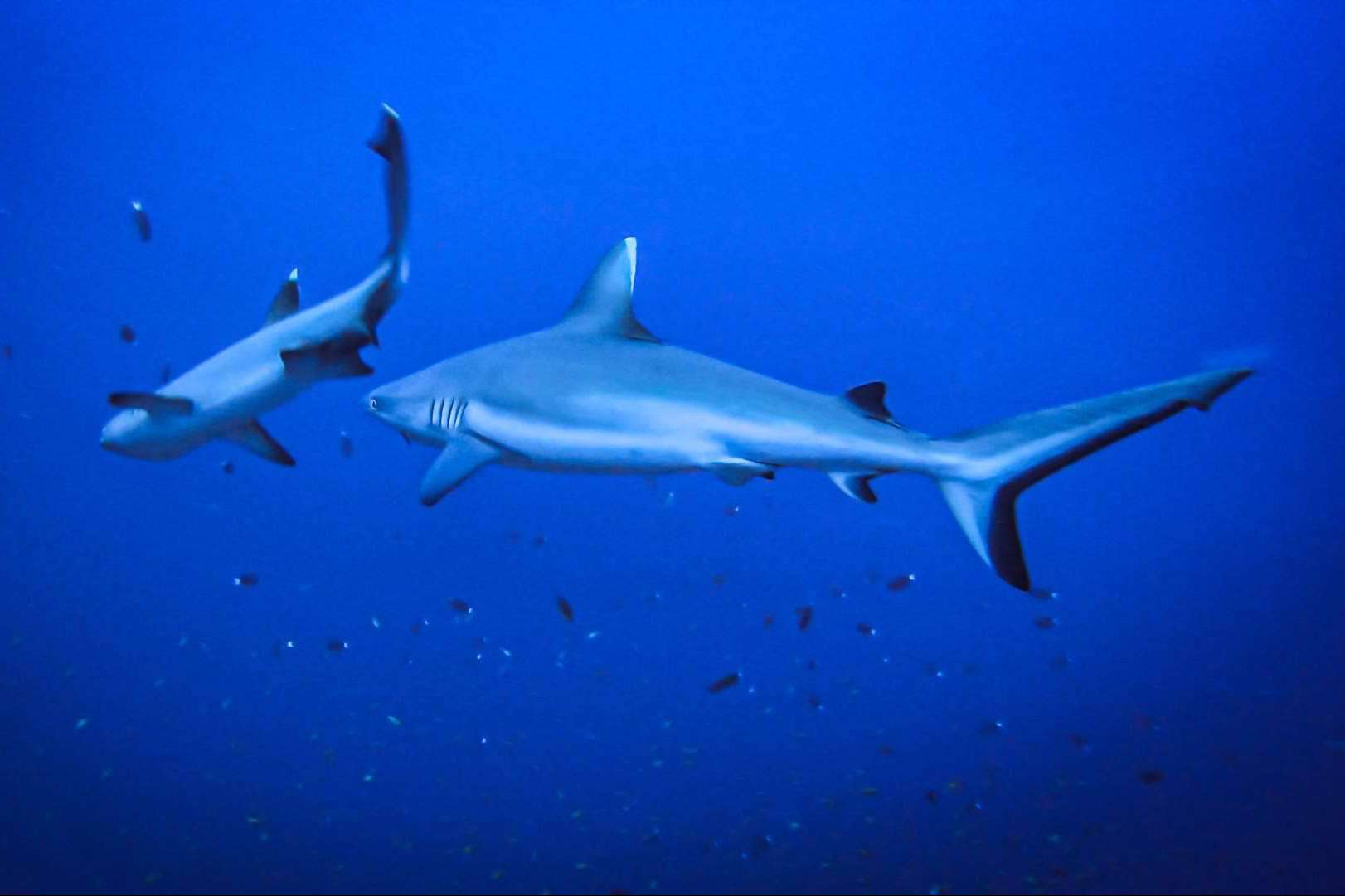 Realizar cursos de buceo en Maldivas y la posibilidad de observar tiburones, con Drop Dive Maldives