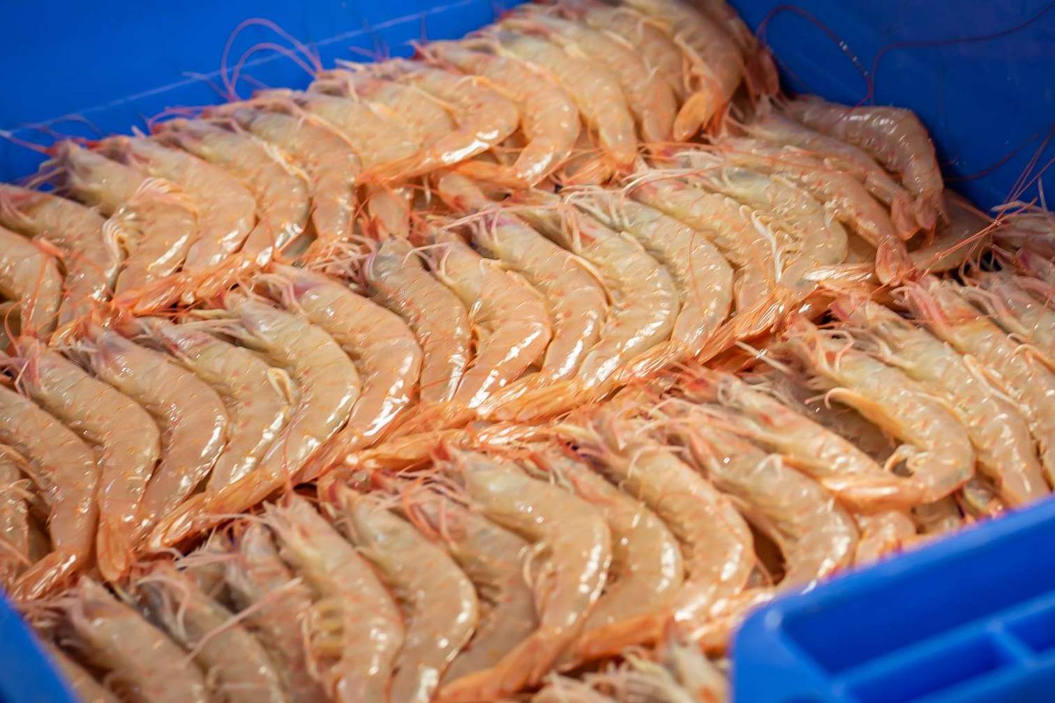 Lonja de Ayamonte, especialistas en la venta online de marisco en Huelva