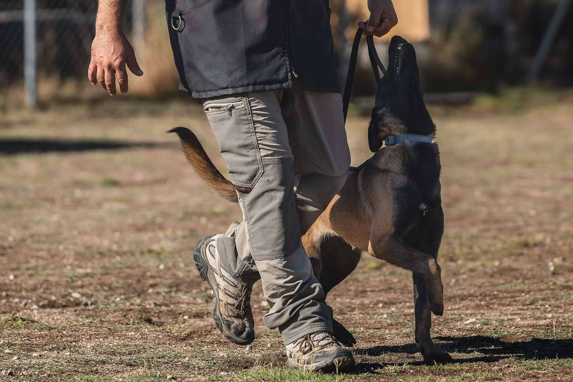 Una profesión de éxito y en pleno auge, adiestrador canino