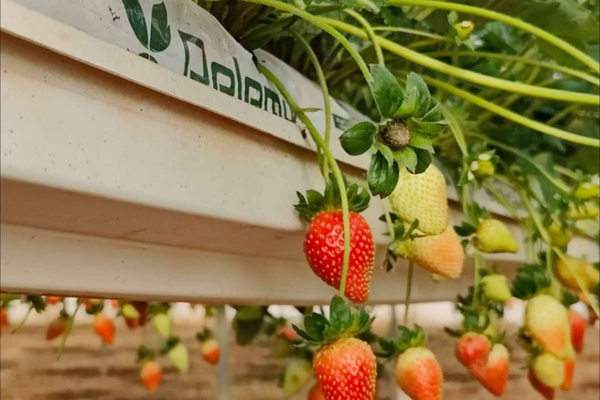 Producción y comercialización de sustratos de coco de calidad para la agricultura, de la mano de Pelemix