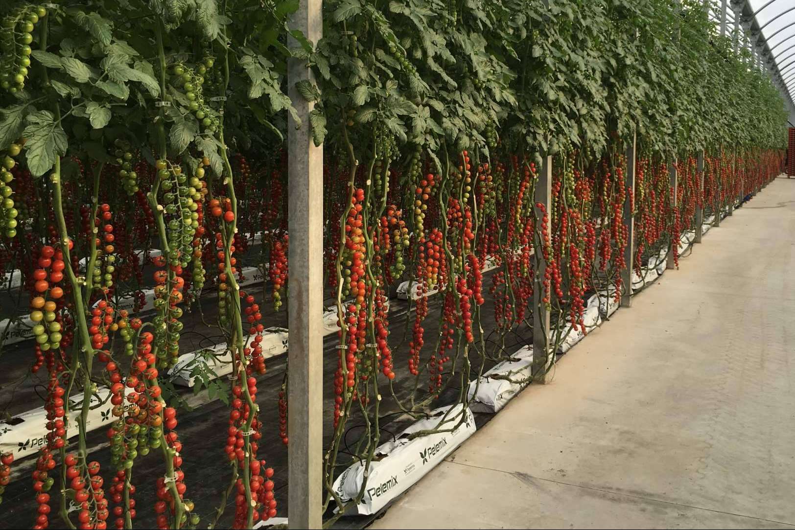 Pelemix cuenta con una solución para los productores comerciales de tomates