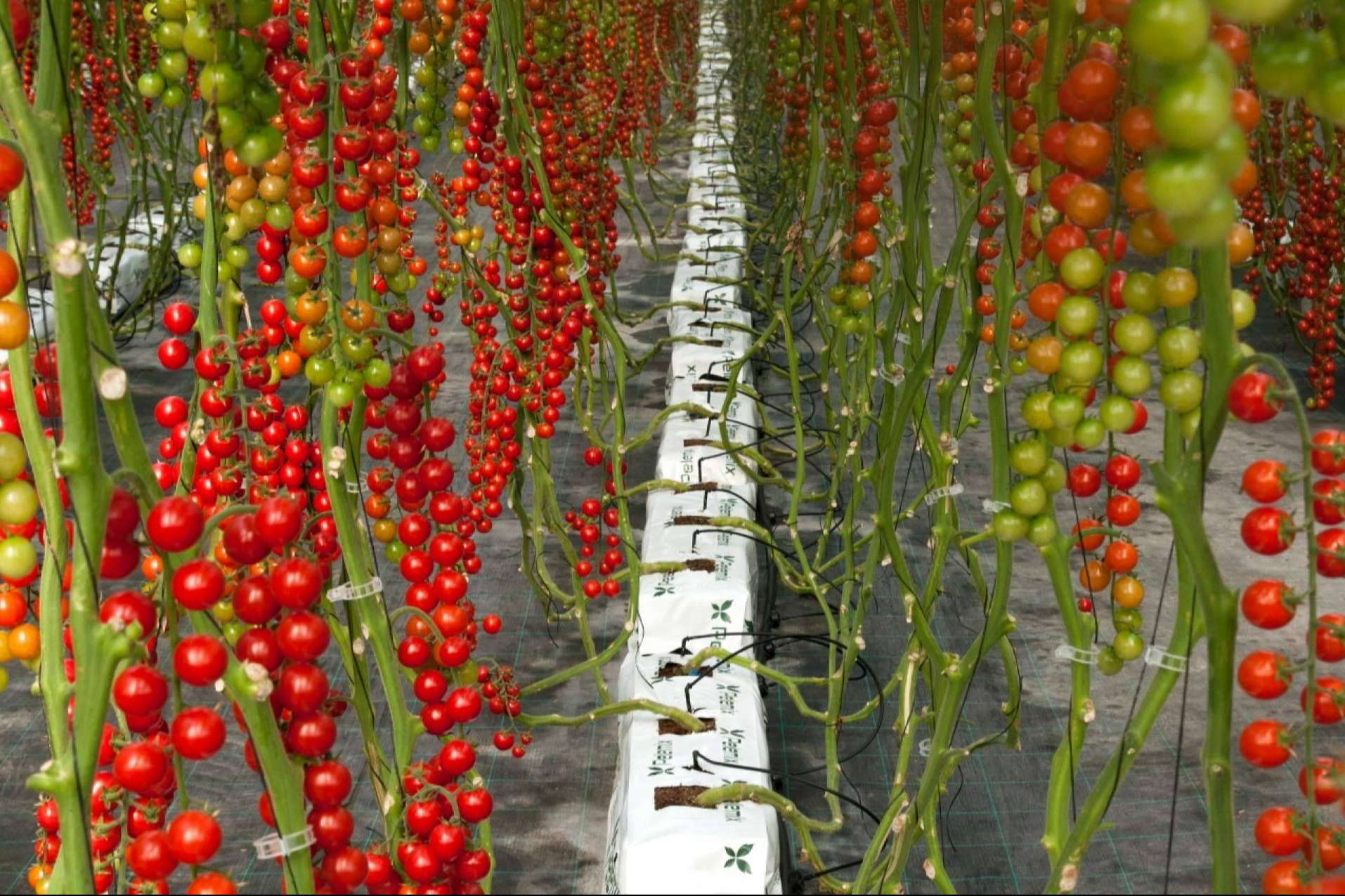 Agricultura sostenible con la empresa Pelemix. Los cultivos hidropónicos para luchar contra la sequía y el medioambiente