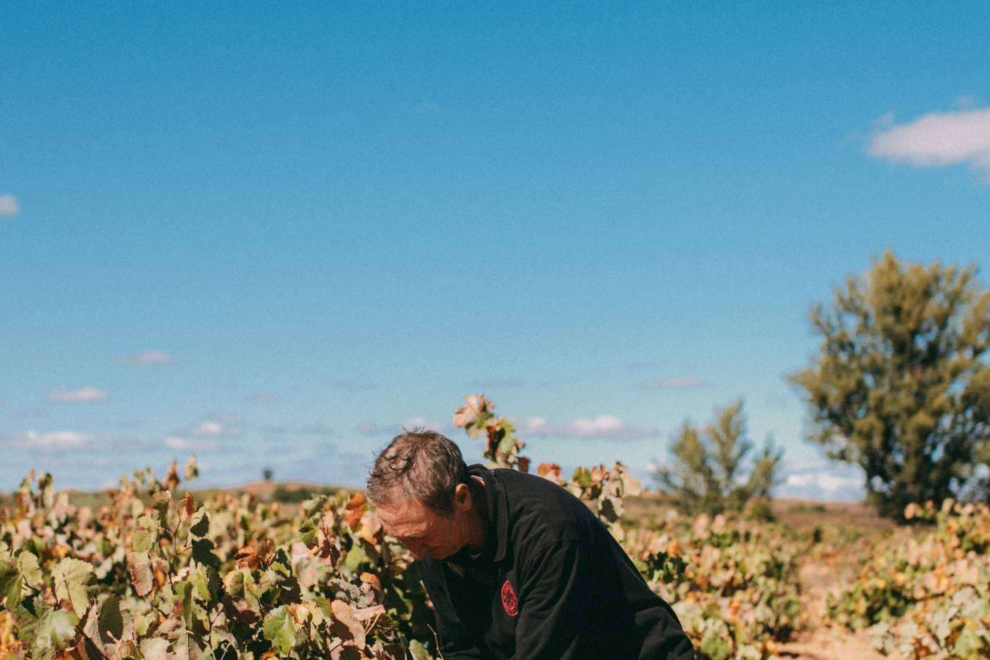 Historia y sostenibilidad en la producción de vino de la mano de Bodegas Vegalfaro
