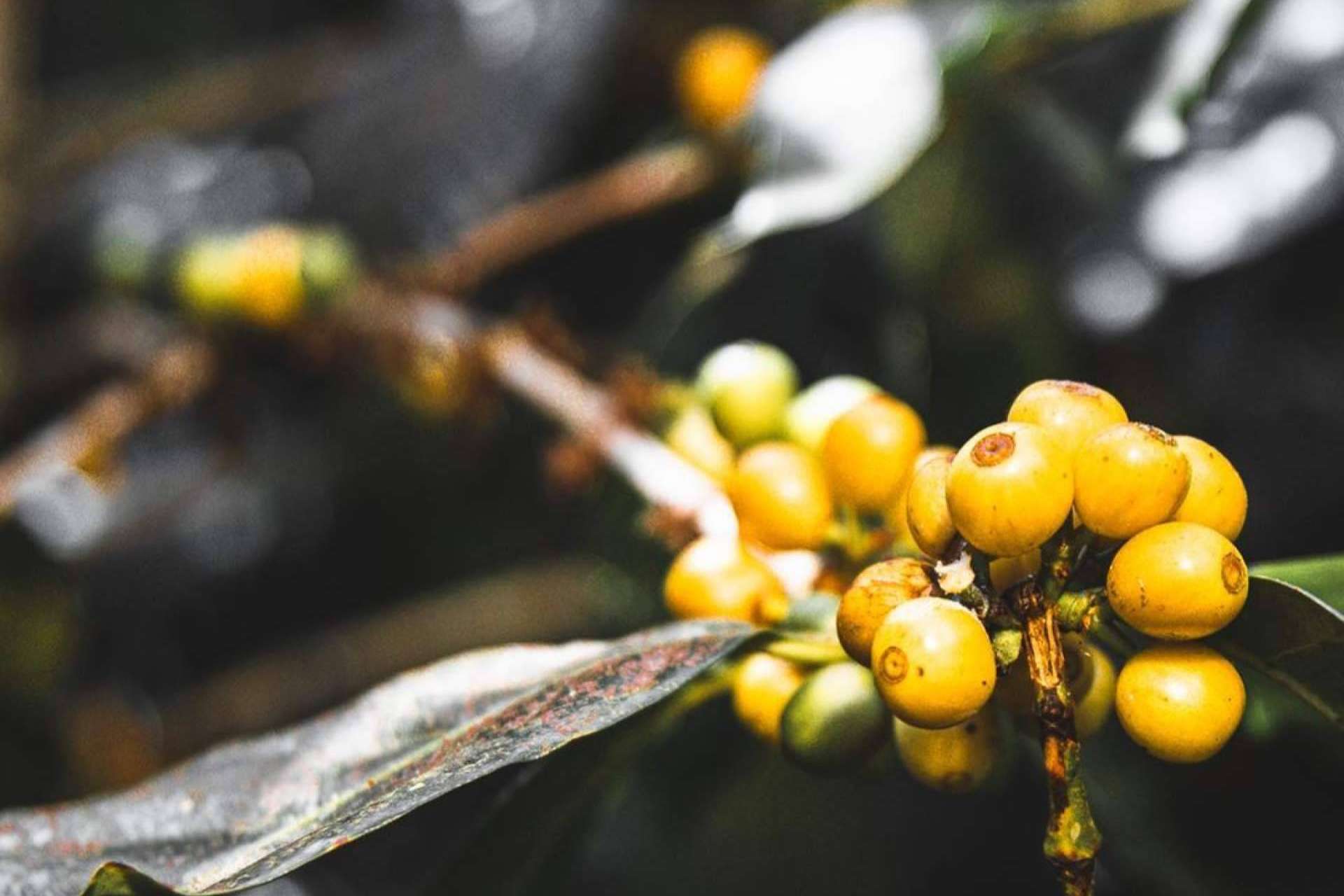 El Auge del Café de Lujo, cómo Catuai está transformando la experiencia del buen café