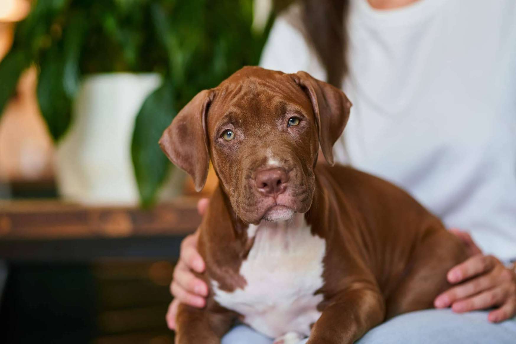 Encontrar perros y gatos para adoptar gratis es más sencillo gracias a Mascotasadopcion.com