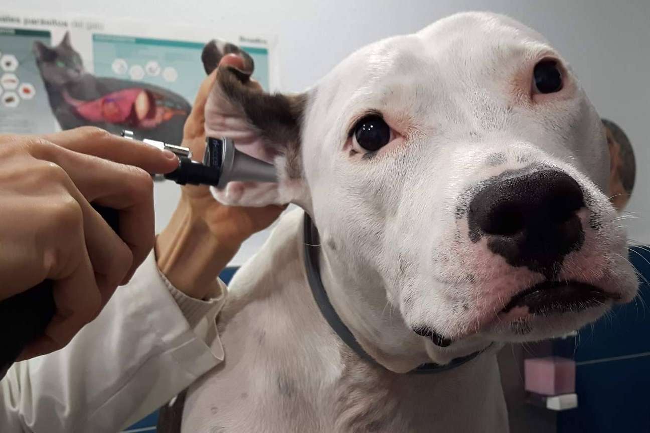 Certificado CEXGAN, la Clínica Veterinaria Jeremías ofrece toda la información para su tramitación