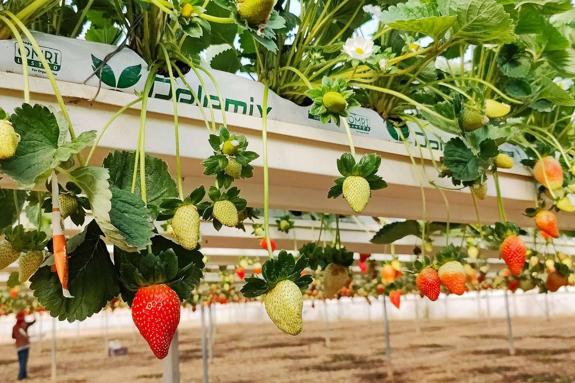 La empresa Pelemix promueve el crecimiento sostenible en la agroindustria con productos de fibra de coco