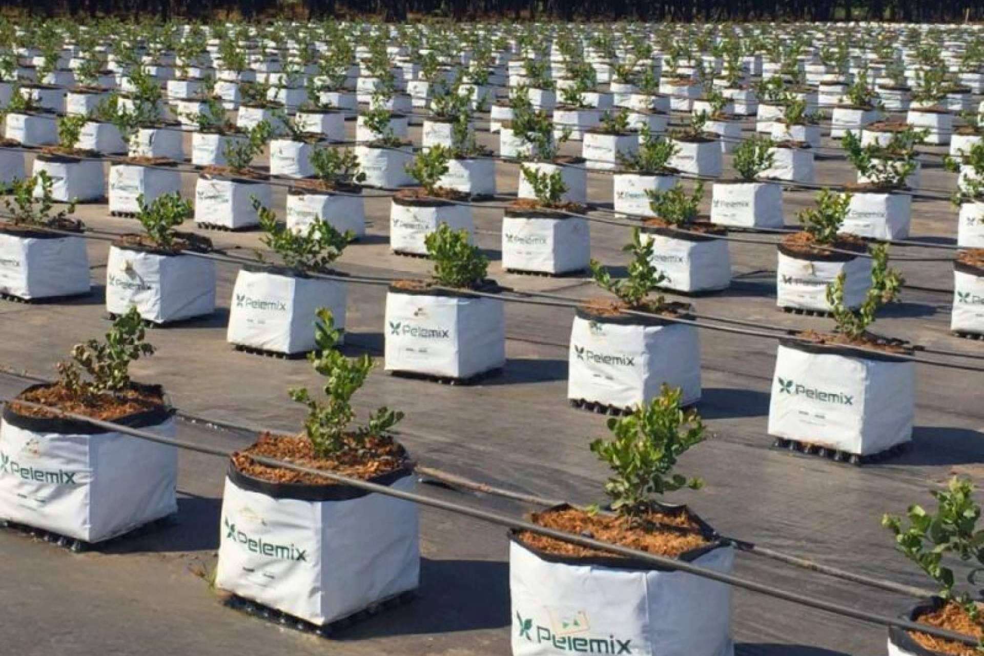 Beneficios de la hidroponía para el cultivo de arándanos