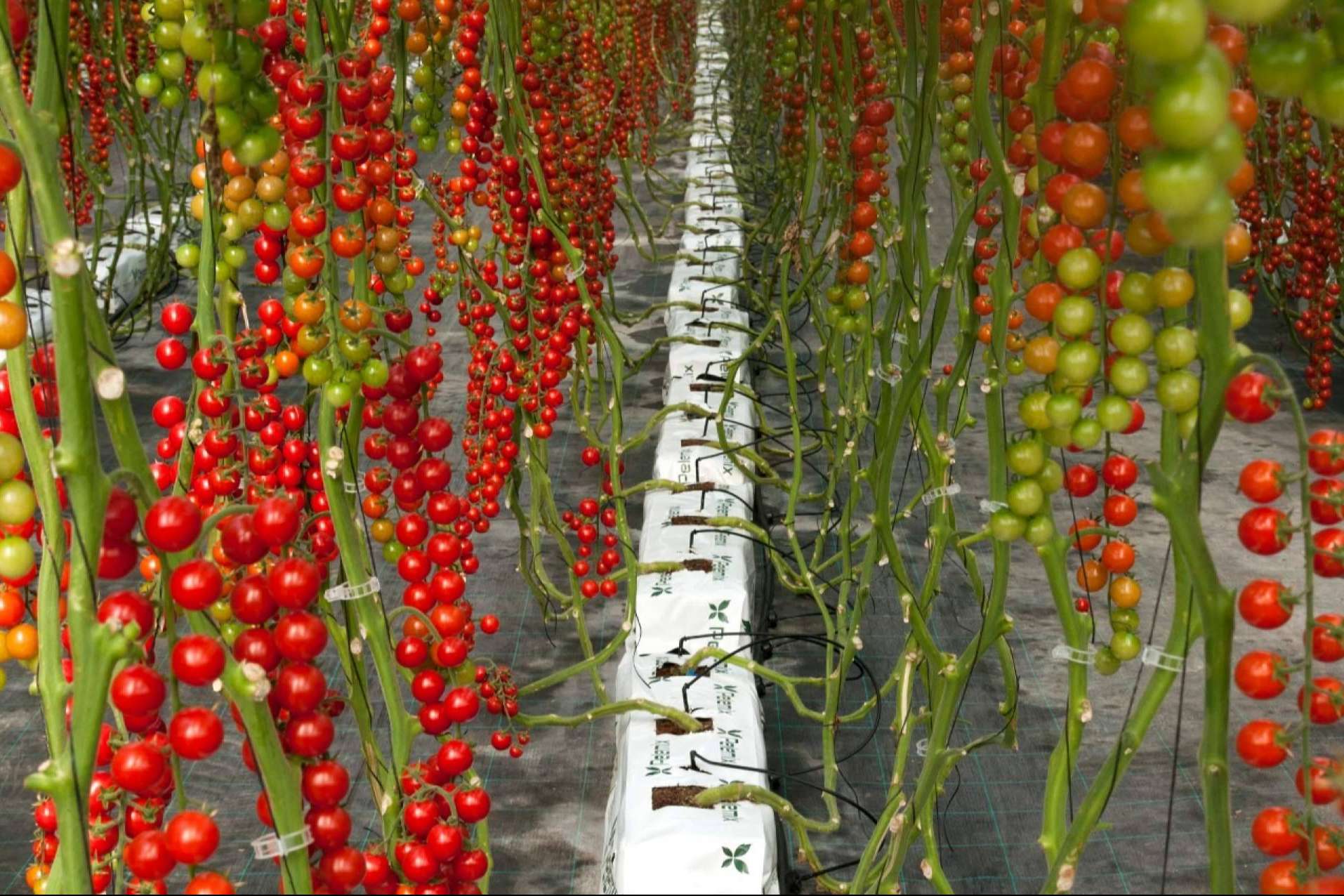 Los sustratos de coco de Pelemix aportan propiedades excepcionales para potenciar el cultivo de tomates