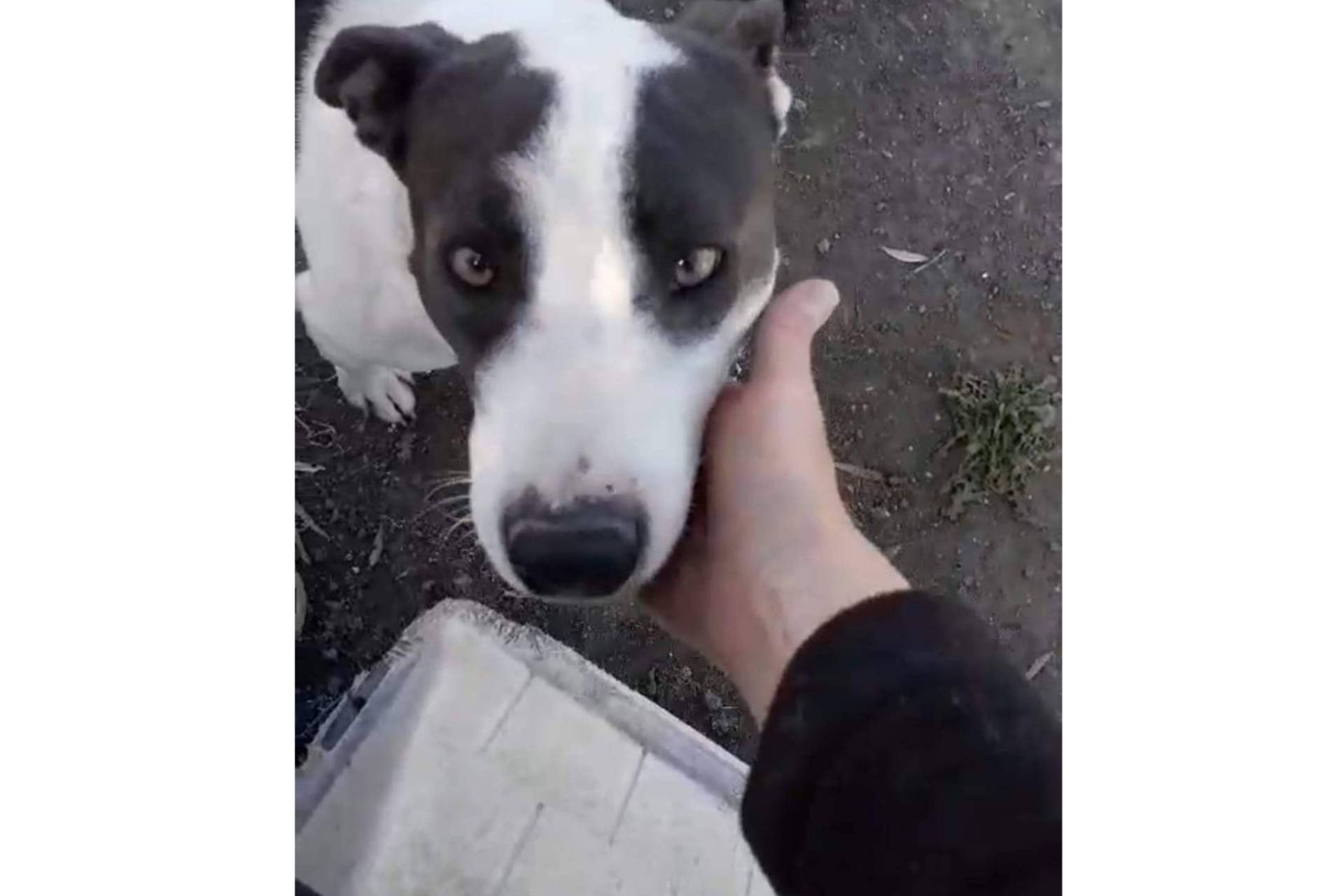 Rescate y cuidado de animales, el compromiso de SOS Salvando Vidas España