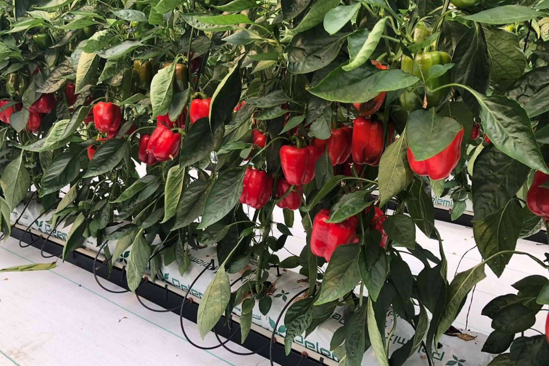 Pelemix impulsa el cultivo sostenible con sus innovadoras soluciones en sustratos de fibra de coco