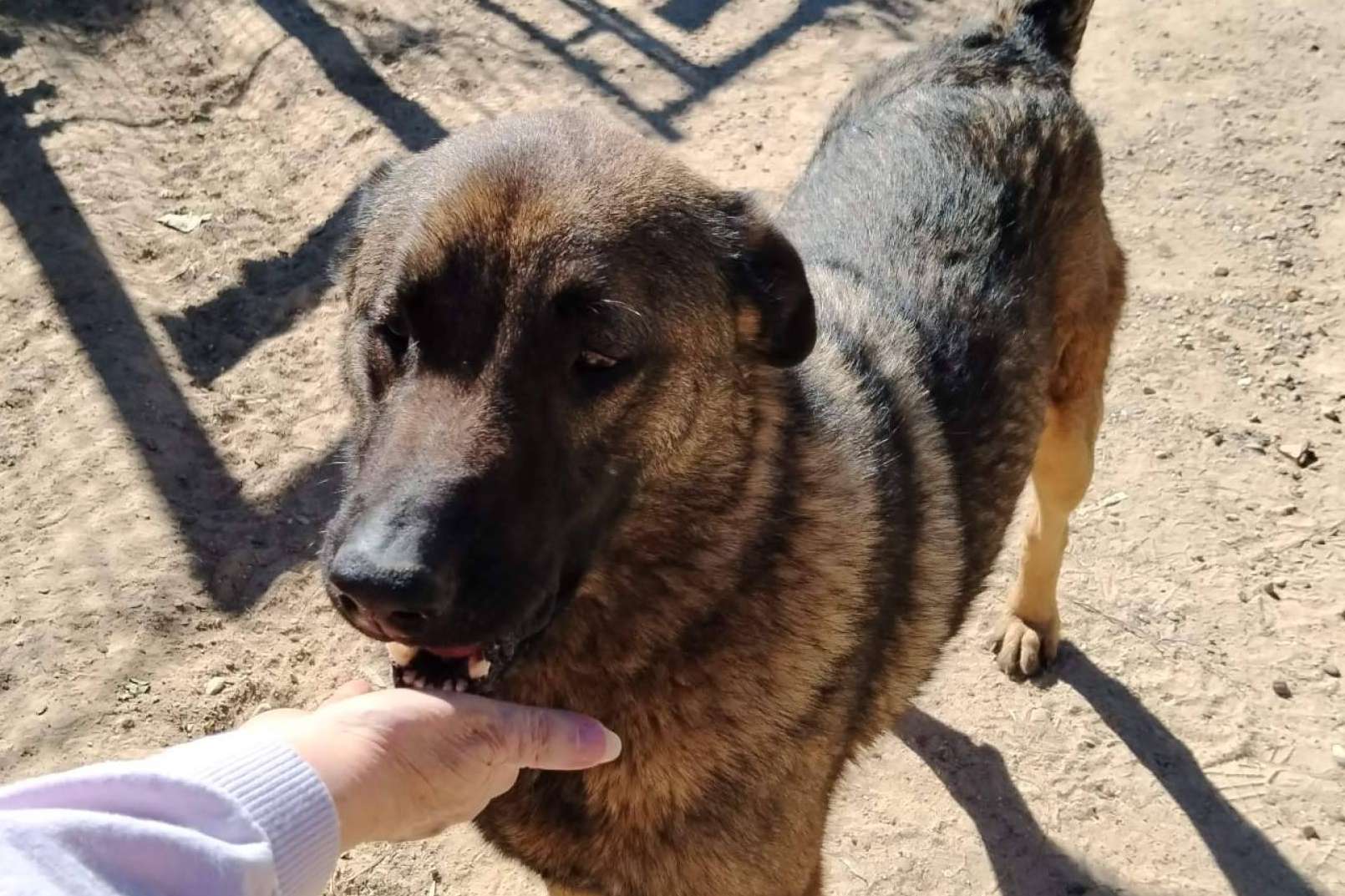 El futuro de decenas de animales en riesgo, SOS Vidas necesita ayuda para seguir adelante