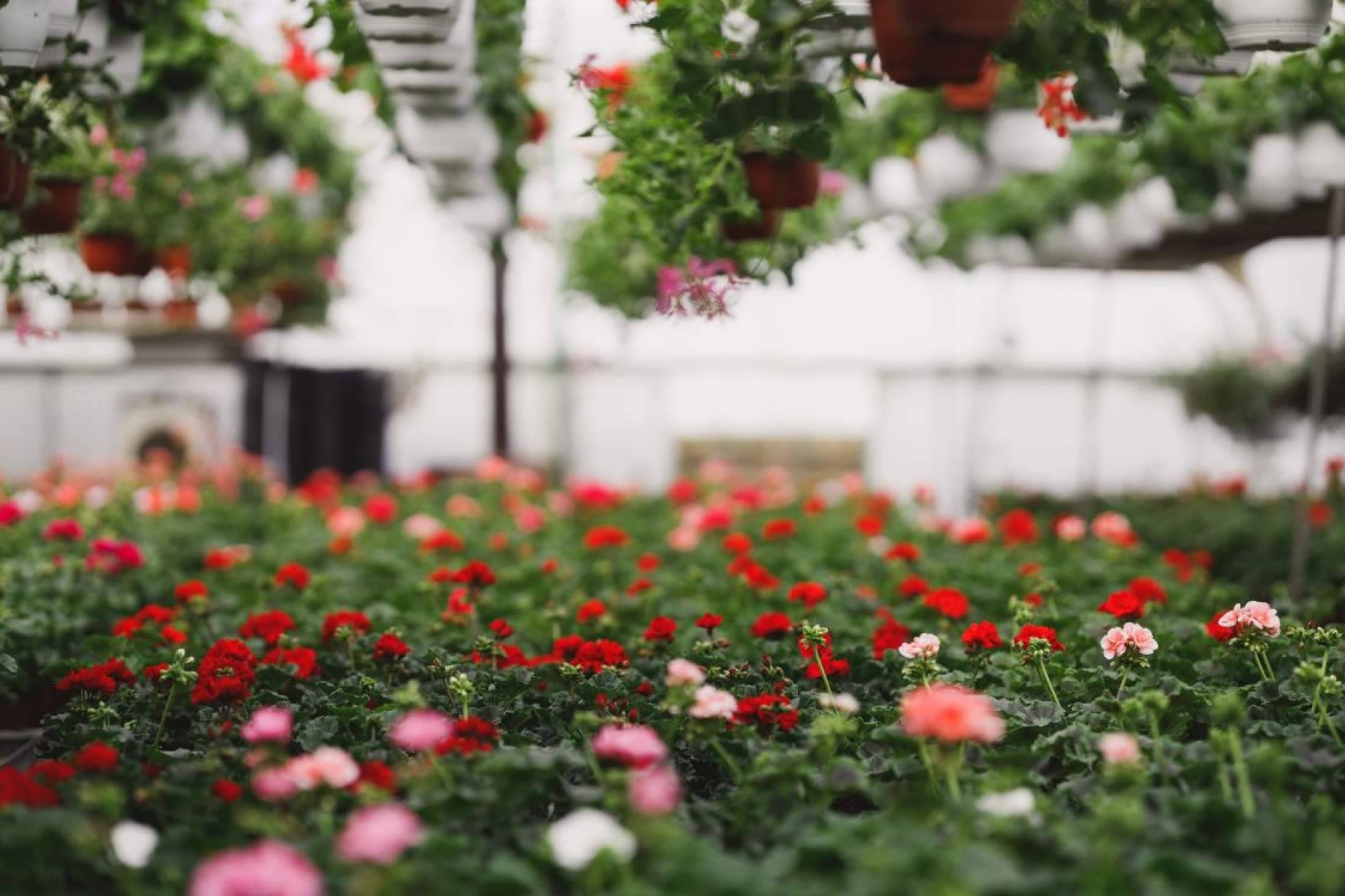 La Rosa De Oro comparte claves para acertar con la elección de plantas y flores según cada estación